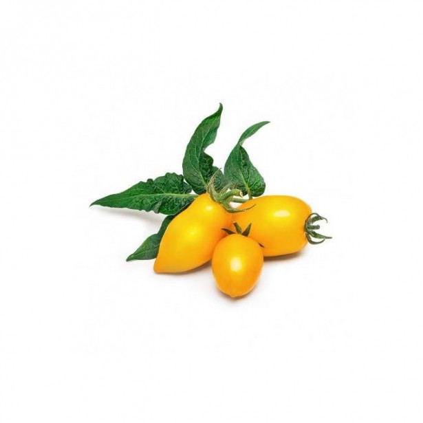 Véritable Lingot Mini žlutá rajčata