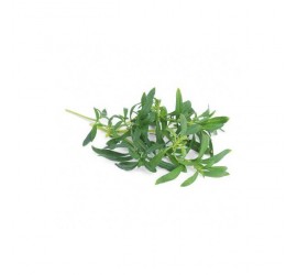 Véritable Lingot Saturejka