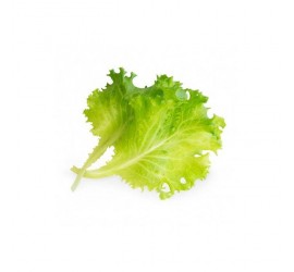 Véritable Lingot Hlávkový salát