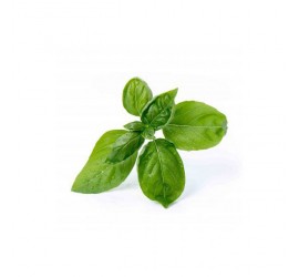 Véritable Lingot Bazalka
