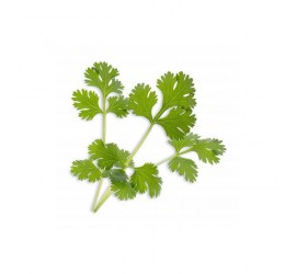 Véritable Lingot Koriandr