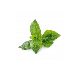 Véritable Lingot Máta