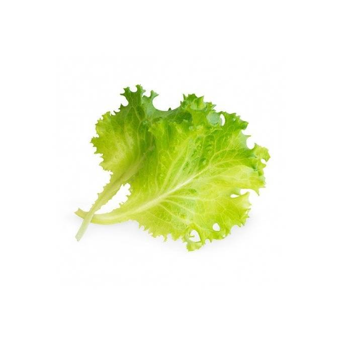 Véritable Lingot Hlávkový salát